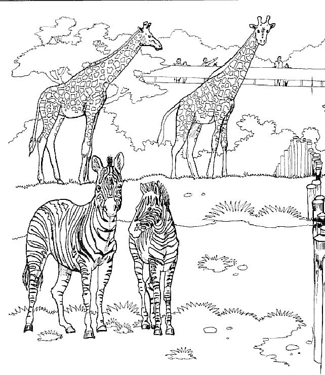 Print Giraffen in de dierentuin kleurplaat