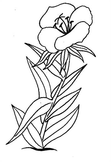 Bloemen