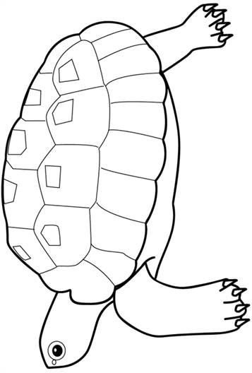 Schildpad, kleurplaat van Dieren