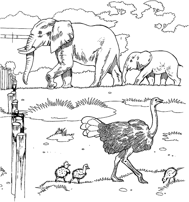 Print Struisvogel, kuikens en olifanten kleurplaat