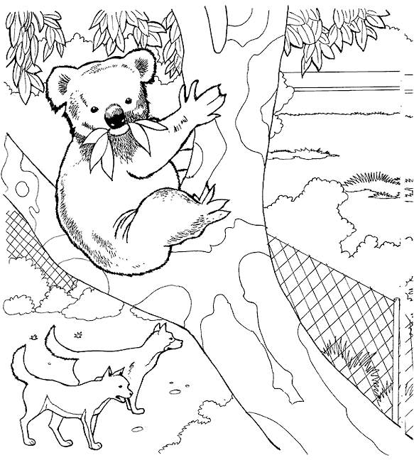 Print Koala beer, wolven kleurplaat