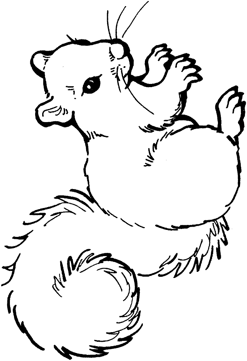 Eekhoorn