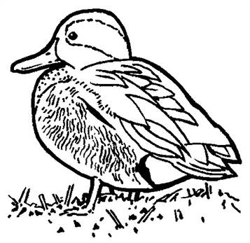 Eendjes