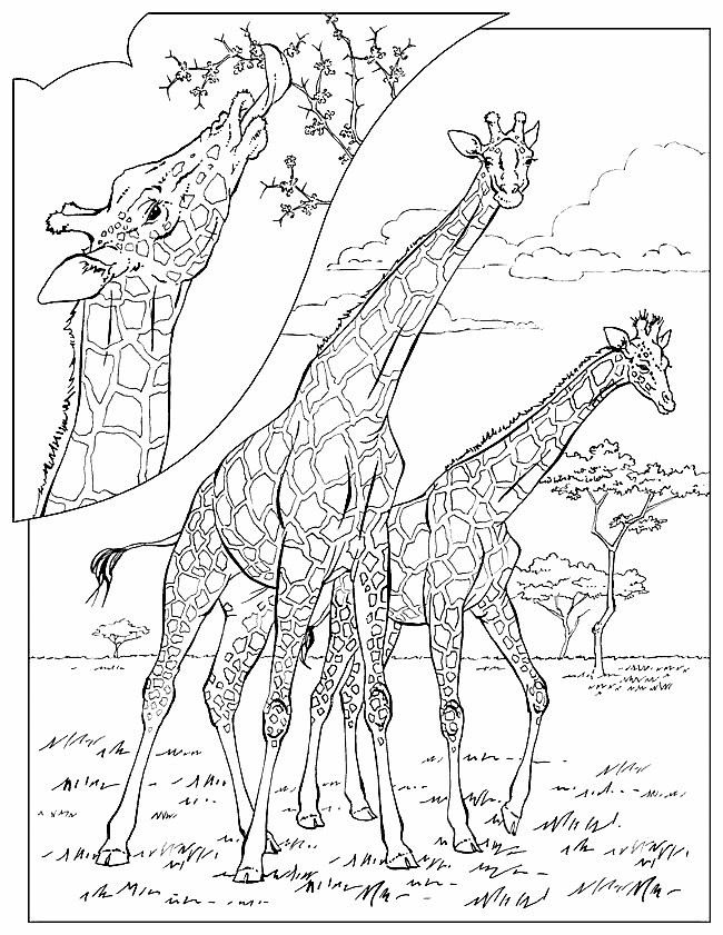 Print Giraffe kleurplaat