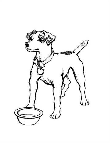 Honden