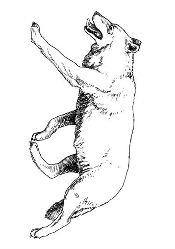Dieren uit de IJstijd