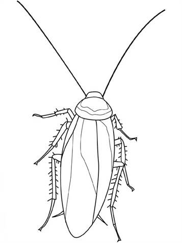 Kakkerlak, kleurplaat van Insecten