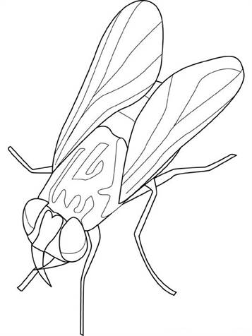 Vlieg, kleurplaat van Insecten