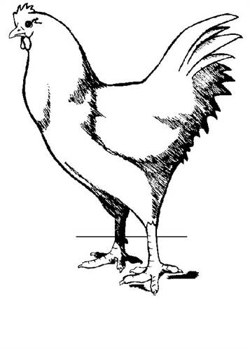 Kippen
