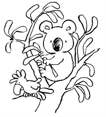Koala beertje 2, kleurplaat van Koala beertjes