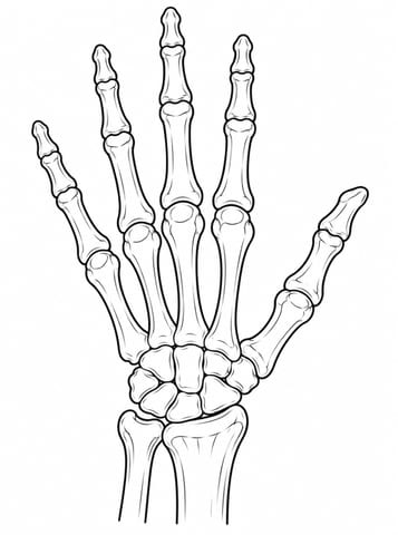 Hand, kleurplaat van Menselijk lichaam