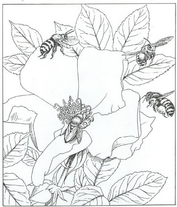Print bijen kleurplaat
