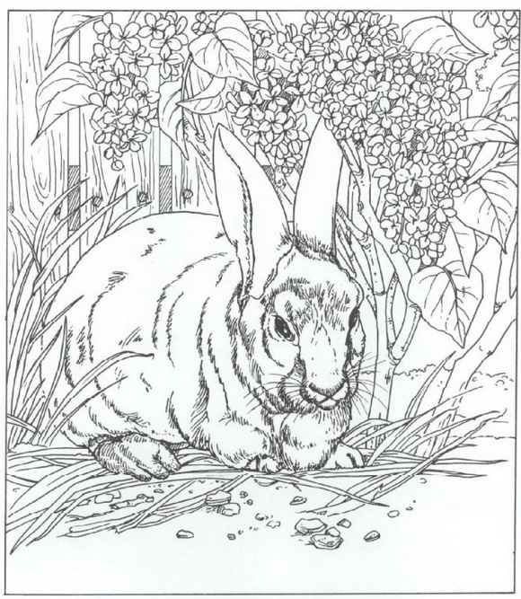 Print konijn kleurplaat