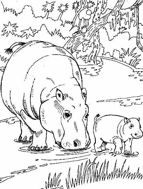 Print Nijlpaard met jong kleurplaat