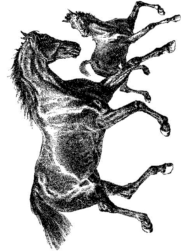 Print Paard en veulen kleurplaat