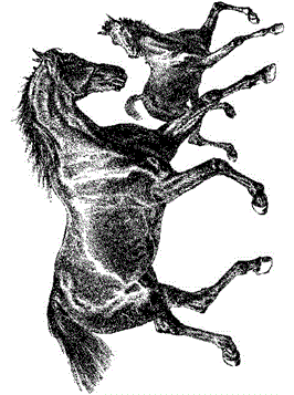 Paard en veulen 2, kleurplaat van Paarden
