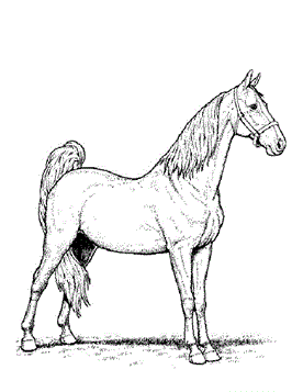 Paard 1, kleurplaat van Paarden