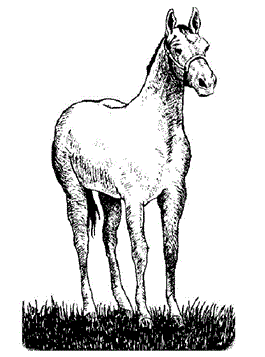 Paard 4, kleurplaat van Paarden