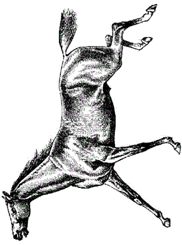 Paard 7, kleurplaat van Paarden