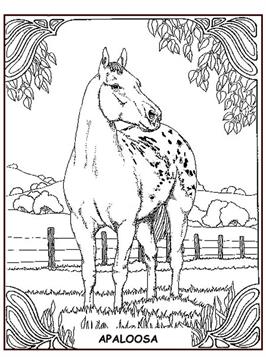 Appaloosa, kleurplaat van Paarden