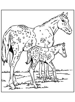 Appaloosa paarden, kleurplaat van Paarden
