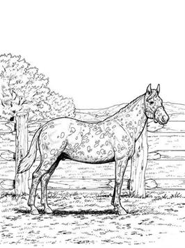 Paarden 5, kleurplaat van Paarden