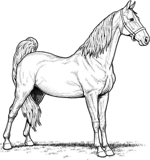Print mare-horse kleurplaat