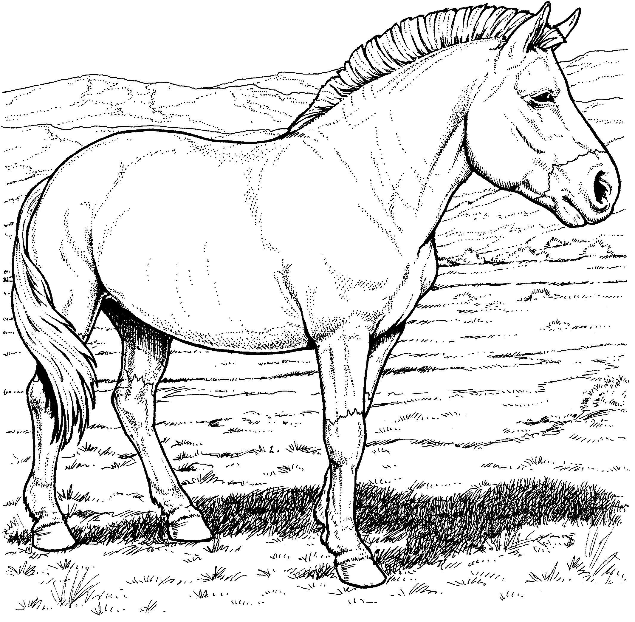 Print przewalskis-wild-horse-coloring-page kleurplaat