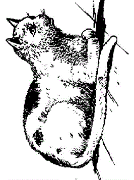 Poes 2, kleurplaat van Poezen en katten