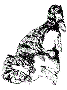 Poes 3, kleurplaat van Poezen en katten