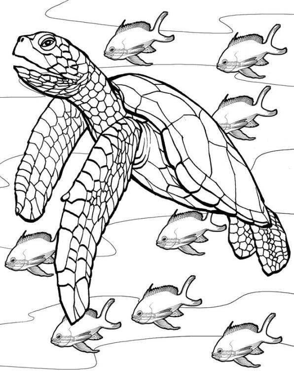 Print Schildpadden kleurplaat