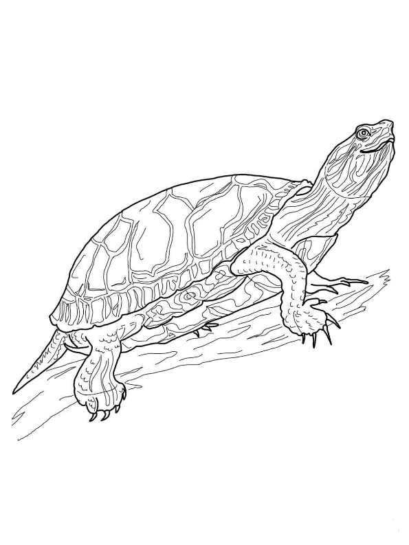 Print Schildpadden kleurplaat