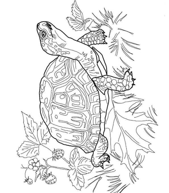 Schildpadden 4, kleurplaat van Schildpadden