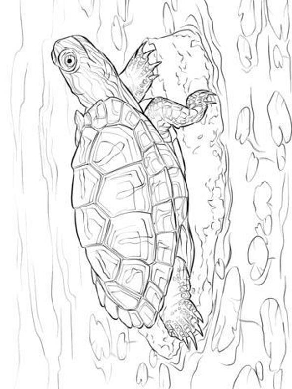 Schildpadden 7, kleurplaat van Schildpadden