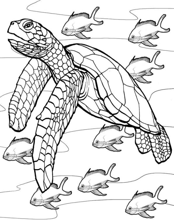 Schildpadden
