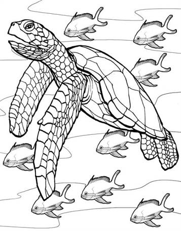 Schildpadden