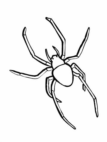 Spinnen