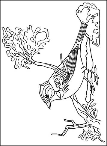 Vogel, kleurplaat van Vogels