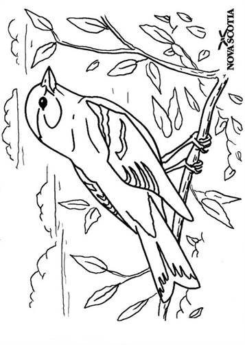 Goudvink, kleurplaat van Vogels