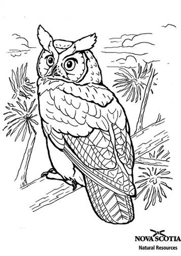 Gehoornde uil, kleurplaat van Vogels