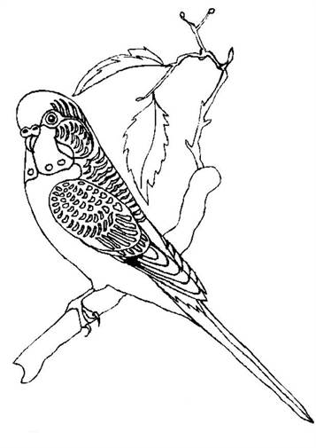 Parkiet, kleurplaat van Vogels