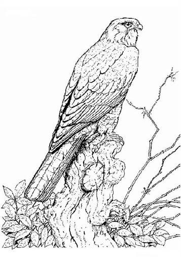 Roofvogel, kleurplaat van Vogels