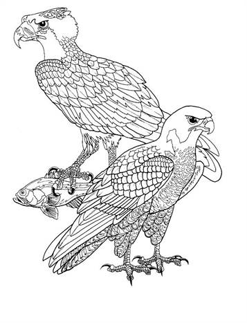 Roofvogels, kleurplaat van Vogels