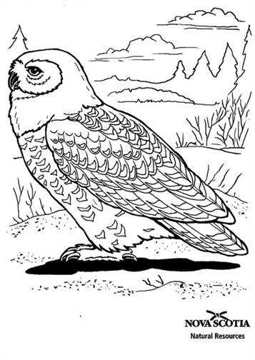 Sneeuwuil, kleurplaat van Vogels