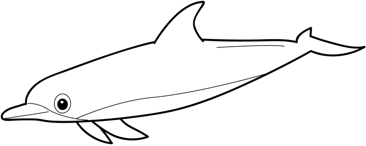 Dolfijn
