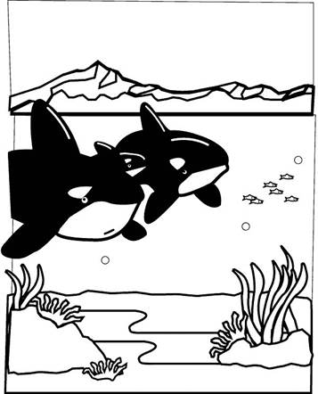 Orca's, kleurplaat van Zeedieren