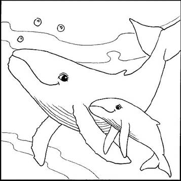 Walvis met jong, kleurplaat van Zeedieren