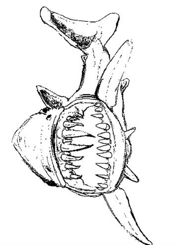 Haai 1, kleurplaat van Zeedieren