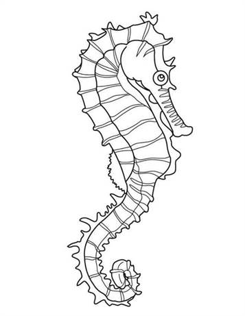 Zeepaardjes